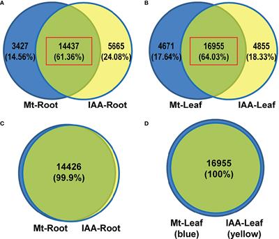 Melatonin regulates gene expressions through activating auxin synthesis and signaling pathways